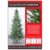 Cedar Pine